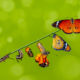 A farm for butterflies, pupae and cocoons are suspended. Concept transformation of Butterfly
